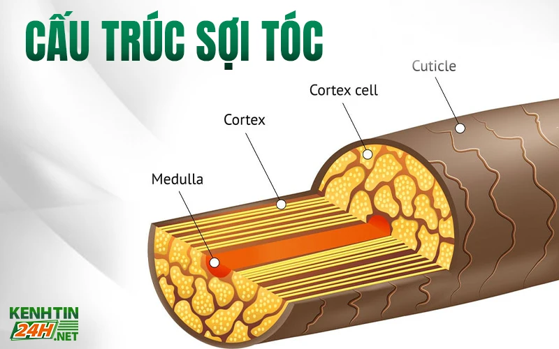 Cấu trúc sợi tóc