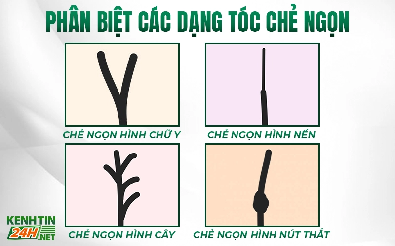 Phân biệt các dạng tóc chẻ ngọn 