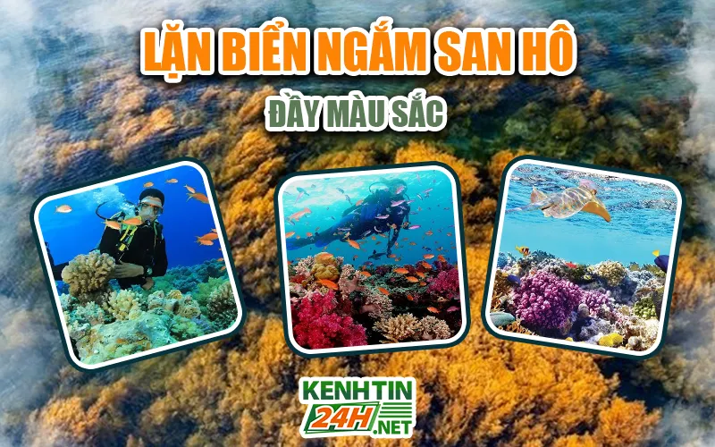Lặn ngắm san hô Hòn Khô