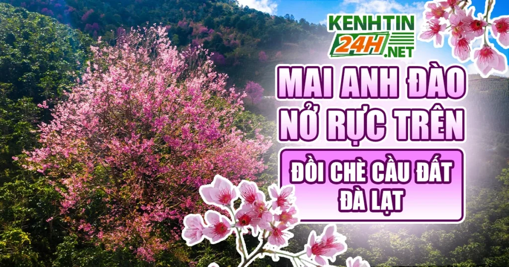 Mai Anh Đào Đà Lạt