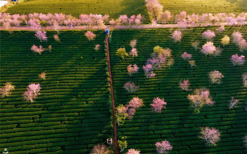 Mai Anh Đào phủ khắp đồi chè Cầu Đất