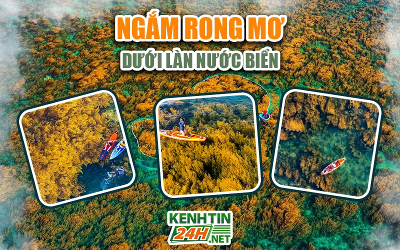 Ngắm rong mơ