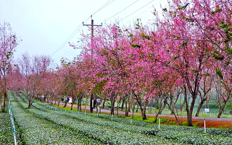 Sắc hoa mai anh đào tại Đà Lạt
