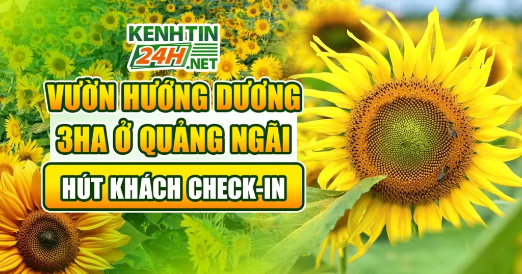 Vườn hoa hướng dương quảng ngãi
