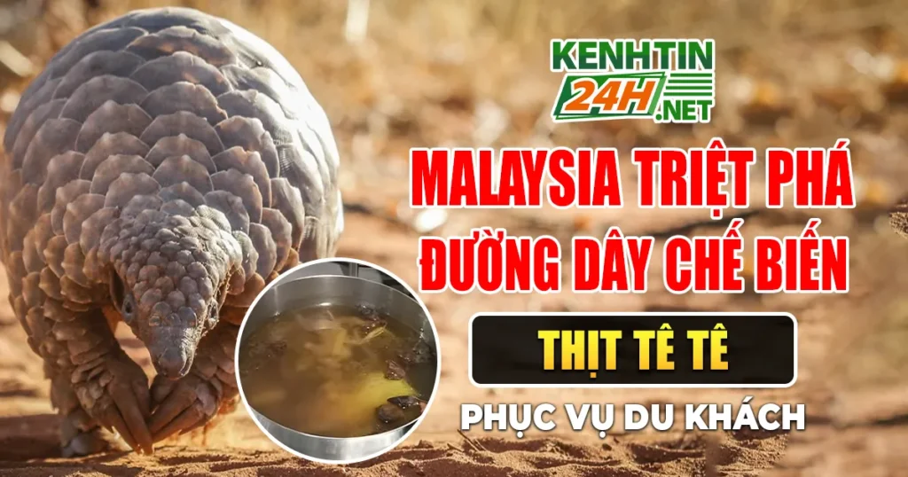 Malaysia triệt phá đường dây chế biến thịt tê tê phục vụ du khách