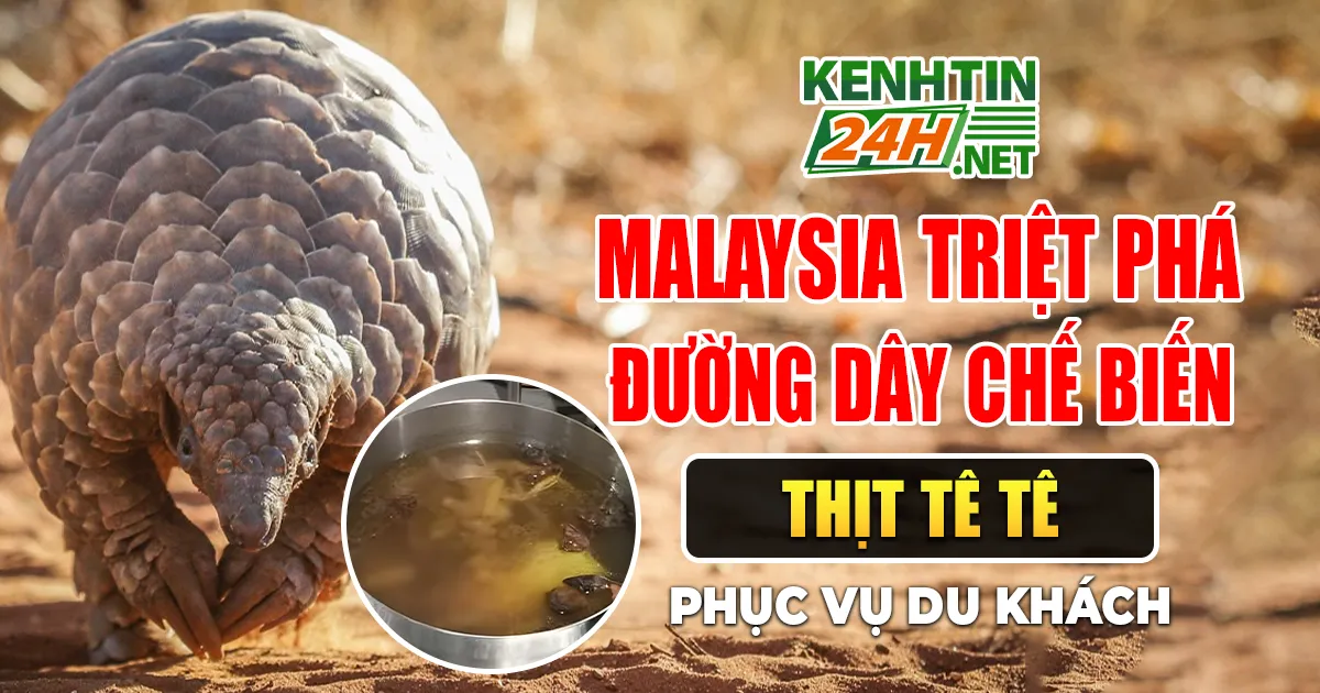 Malaysia triệt phá đường dây chế biến thịt tê tê phục vụ du khách