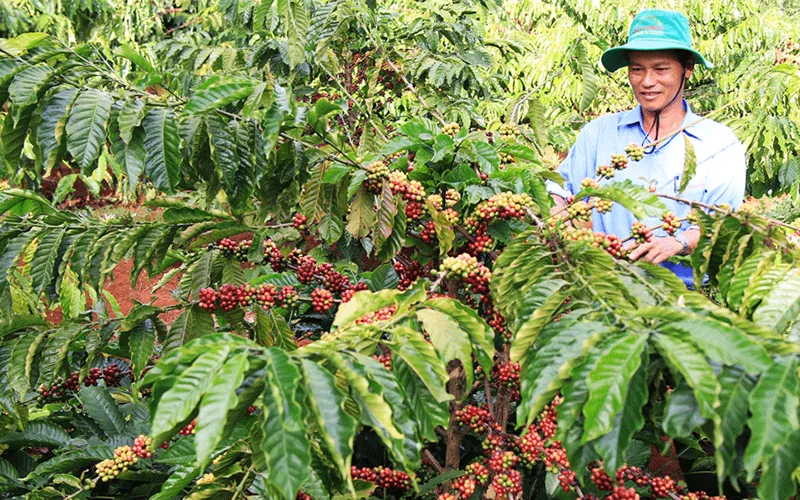 Thay Đổi Trên Diện Rộng