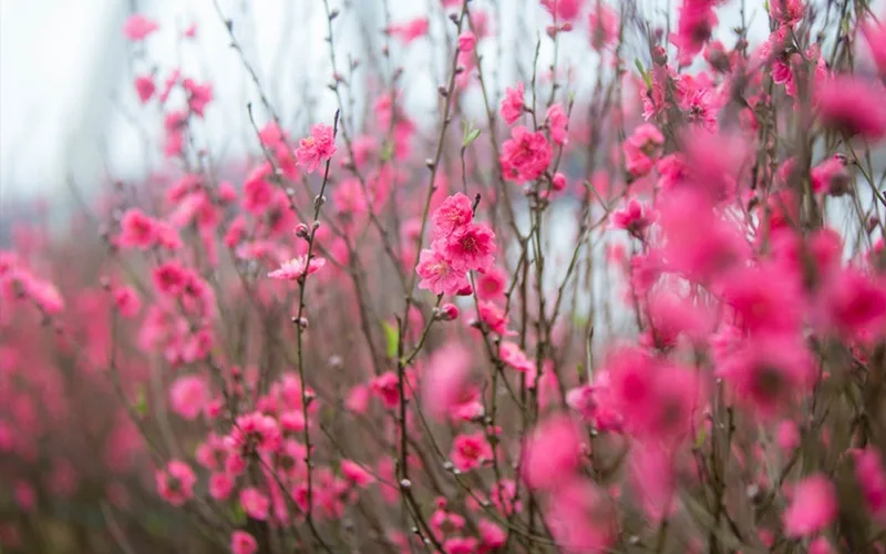 Vẻ đẹp hoang dã của hoa đào Xứ Lạng