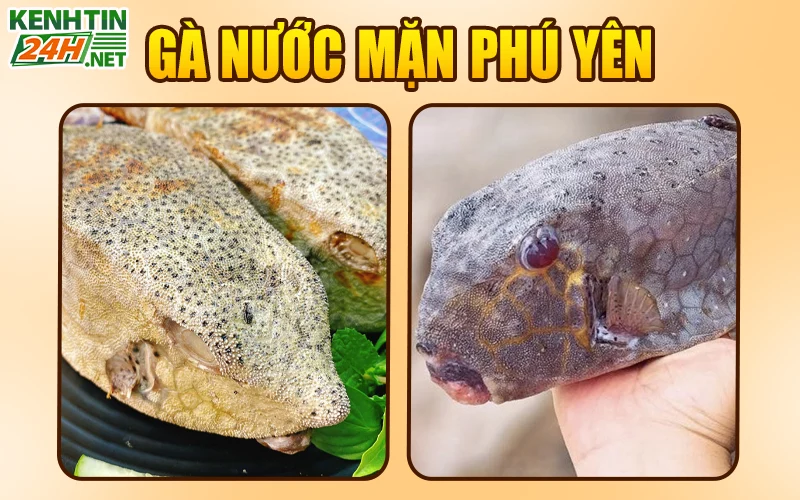 Gà nước mặn Phú Yên