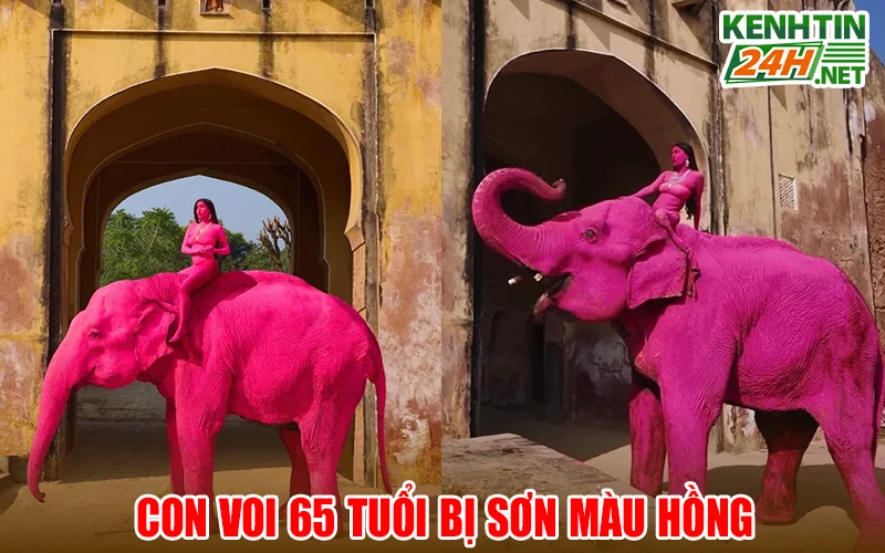 Chi tiết vụ thao tác với động vật