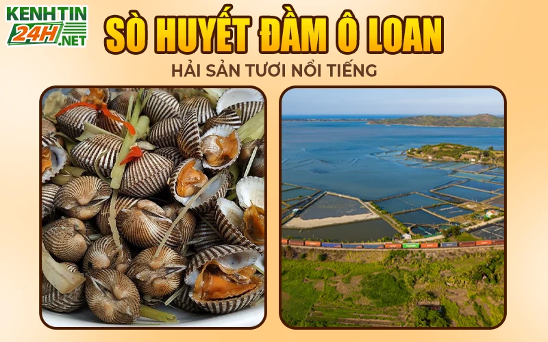 Sò huyết Đầm Ô Loan 