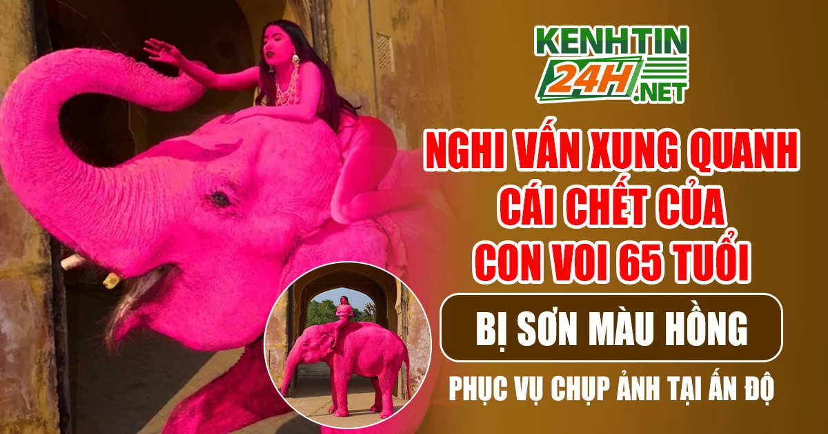 Nghi vấn xung quanh cái chết của con voi 65 tuổi bị sơn màu hồng phục vụ chụp ảnh tại Ấn Độ