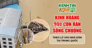 Kinh Hoàng 900 Con Rắn Sổng Chuồng Theo Lũ Vào Nhà Dân Tại Trung Quốc