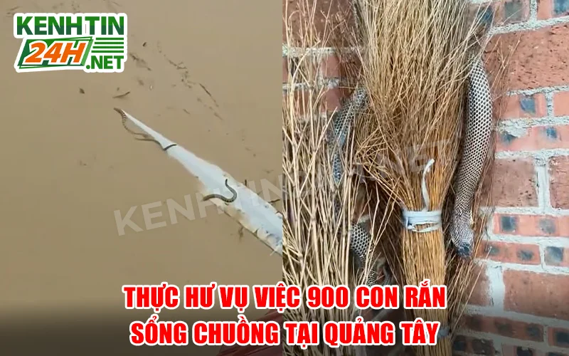 Thực Hư Vụ Việc 900 Con Rắn Sổng Chuồng Tại Quảng Tây